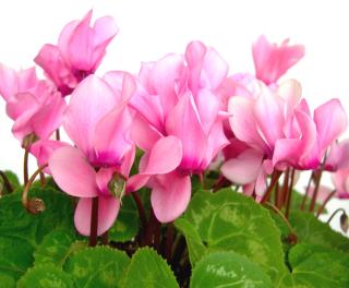 bramboik 586854 100727 L