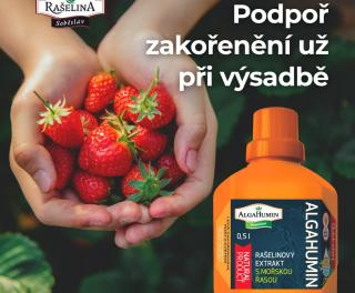 kampa 2025 ALGAHUMIN